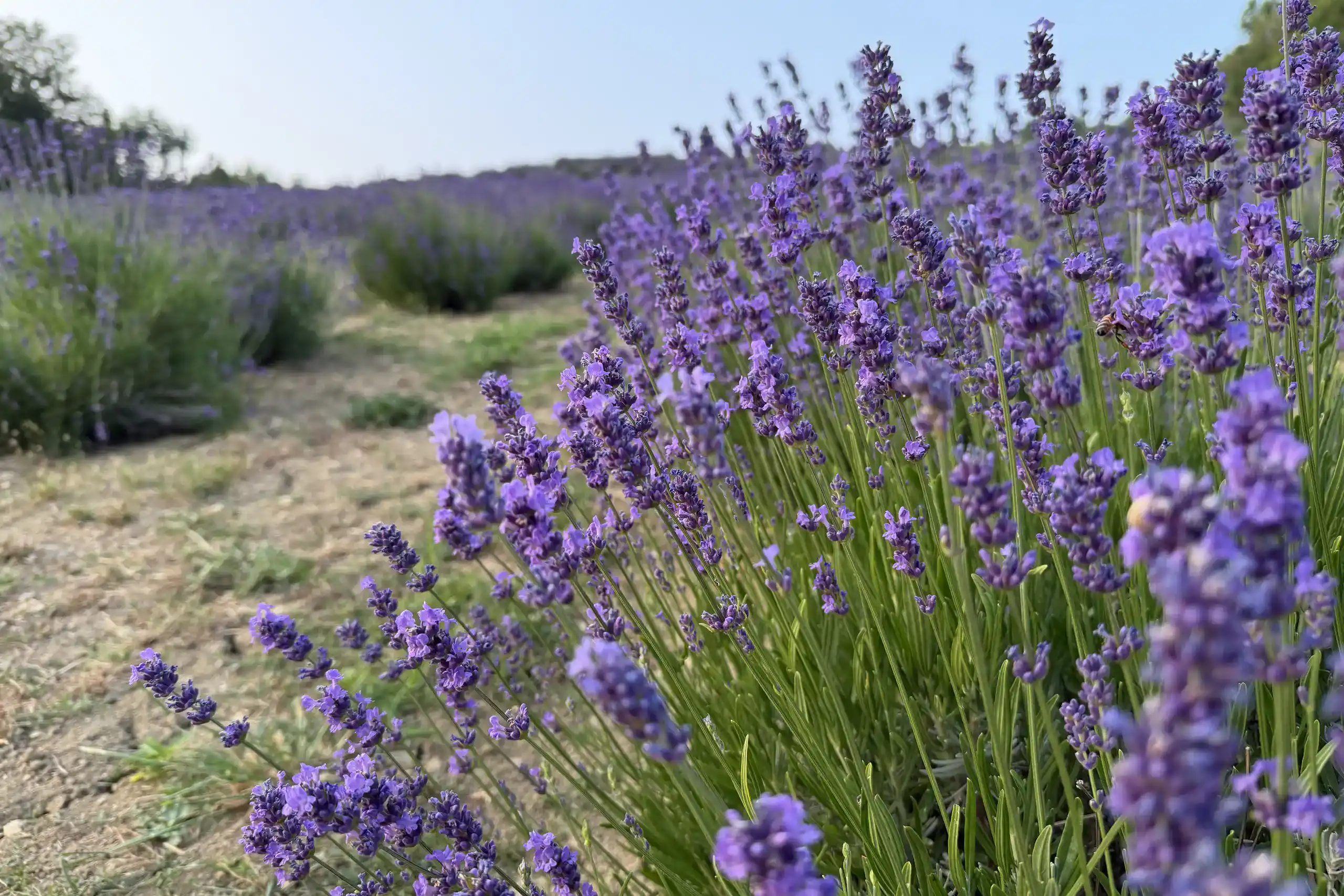 close-up-of-blooming-lavender-flowers