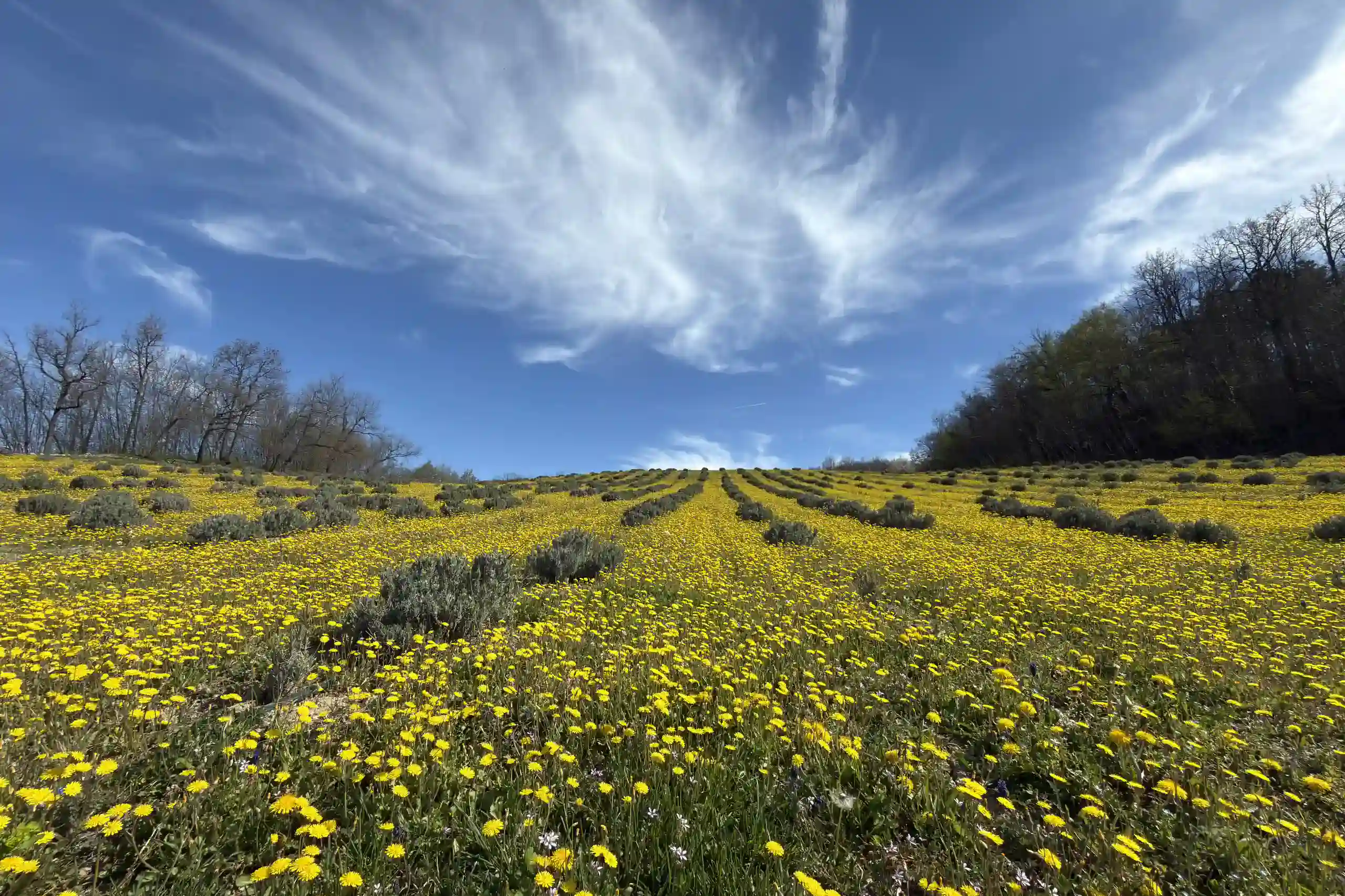 field-of-yellow-wildflowers-under-blue-sky