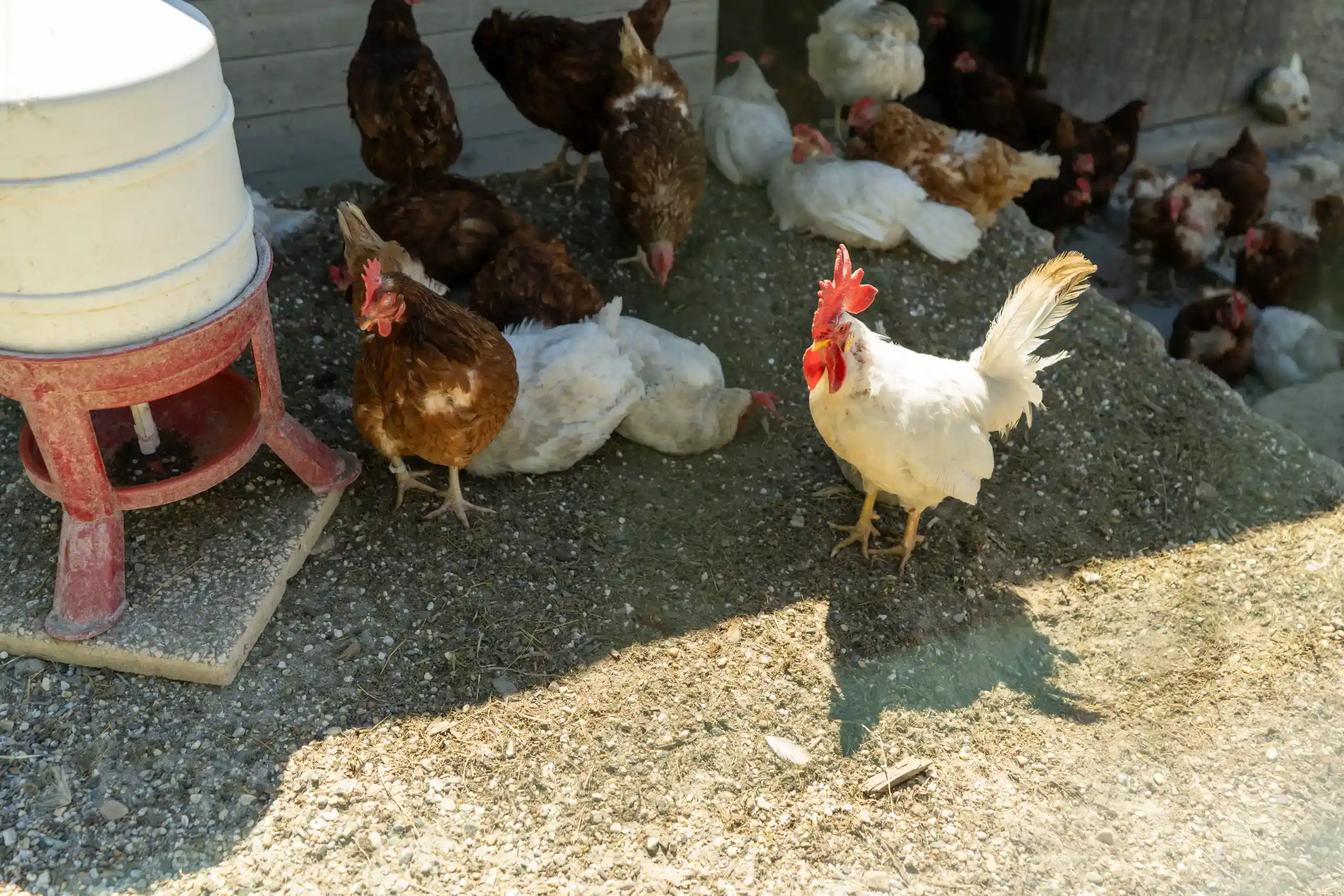 free-range-hens-and-white-rooster-in-coop
