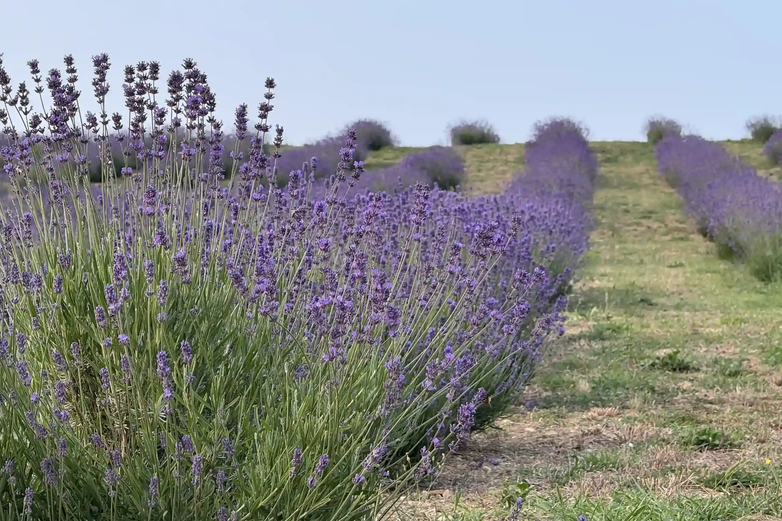rows-of-lavender-in-the-field